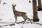 Capriolo maschio
