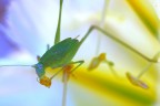fanerottera fanerottera