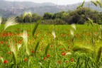 Primavera Primavera