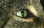 gatto gatto
