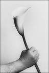 Un fiore