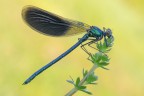 Calopteryx splendens