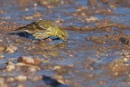 Verzellino (Serinus serinus) Verzellino (Serinus serinus)