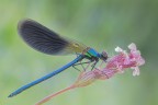 Calopteryx splendens Calopteryx splendens