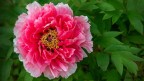 PEONIA 3 PEONIA 3