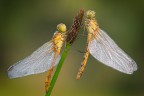 Sympetrum