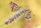 Issoria lathonia² (Linnaeus, 1758 Issoria lathonia² (Linnaeus, 1758