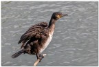 Cormorano bagnato Cormorano bagnato