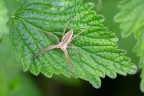 Pisaura mirabilis Pisaura mirabilis