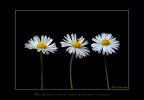 Herbarium #2 Herbarium #2