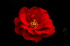 Rosa rossa... Rosa rossa...