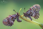 Zerynthia Zerynthia