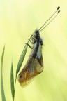 Libelloides coccajus Libelloides coccajus