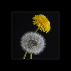 Fiori primaverili Fiori primaverili