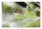 Formichina Formichina