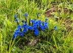 Blu genziana Blu genziana