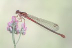 Scintilla zamperosse Scintilla zamperosse