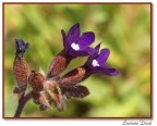Primavera Primavera