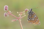 Melitaea phoebe