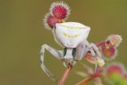 Thomisus onustus Thomisus onustus