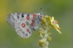 Parnassius-Apollo_DSC8305 Parnassius-Apollo_DSC8305