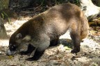 Un Coati incontrato nella Giungla di Xel Ha - Yucatan

Visto che non fuggiva spaventato, ho provato ad attirarlo con
alcuni pezzetti di biscotto che ha gradito