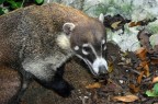 Coati nella Giungla di Xel Ha - Yucatan

Fuggito poco dopo