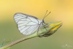 Aporia crataegi Aporia crataegi