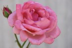 pink pink