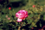 Rosa 1991 Rosa 1991
