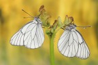 Aporia crataegi Aporia crataegi