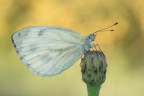 Pieris brassicae Pieris brassicae