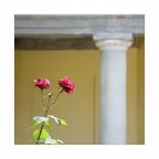Two roses Two roses