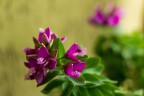 POLYGALA MYRTIFOLIA POLYGALA MYRTIFOLIA