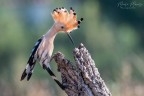 upupa upupa