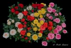 Rose Rose