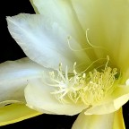 *** Yellow *** *** Yellow ***
