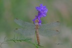 Orthetrum-brunneum-female Orthetrum-brunneum-female