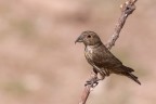 Crociere  (Loxia curvirostra)