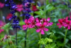 Composizione fiori Composizione fiori