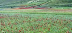 I colori della fioritura di Castelluccio..