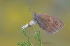 Coenonympha-pamphilus_DSC1830