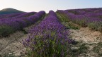 Ondulazioni di lavanda.. Ondulazioni di lavanda..