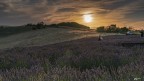 Lavanda al tramonto..
