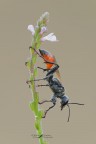 Prionyx-sp Prionyx-sp