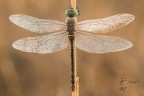 Anax parthenope (de Sélys Longchamps, 1815) Anax parthenope (de Sélys Longchamps, 1815)