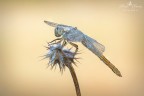 Sympetrum-Foscolombi Sympetrum-Foscolombi