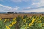 Girasoli & Rotballe... Girasoli & Rotballe...
