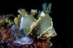 Felimare mating Felimare mating