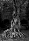 Albero d'ulivo situato all'entrata delle mura della citt� vecchia. Saggio e silente osservatore.